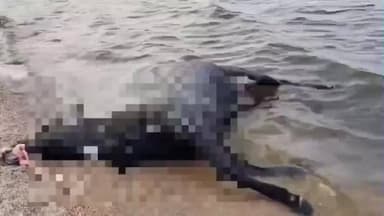 पेटरवार: मिर्जापुर डैम के किनारे मृत मिला मवेशी, किसानों में चर्चा, वन विभाग ने की जांच