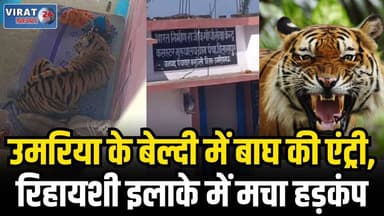 उमरिया के ग्राम बेल्दी में बाघ की एंट्री, रिहायशी इलाके में मचा हड़कंप
#umaria #bandhavgarhnationalpark #umarianews #uma...