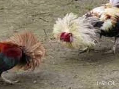 बल्लारपूर: बल्लारपुरातील जुन्या पावर हाऊस परिसरात कोंबड झुंजींवर धाड तीन अडकेत