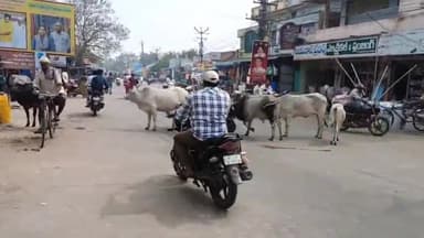 పాలకొల్లు: పట్టణంలో రహదారిపై పశువుల బెడద, ఇబ్బంది పడుతున్న వాహనదారులు