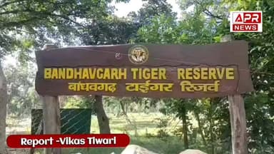 Tiger Attack in Umaria | किसान के घर में घुसा टाइगर | Village Beldi Big Incident
#tiger
#MadhyaPradesh
#aprnews
#viral...