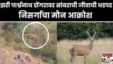 झरी पार्श्वनाथ डोंगरावर सांबराची जीवाची धडपड; निसर्गाचा मौन आक्रोश