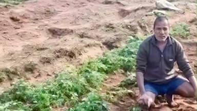 चाकुलिया: जंगली हाथियों के उत्पात से किसान परेशान, कालापाथर में आलू की फसल रौंदी