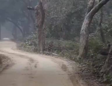 #दुधवा टाइगर रिजर्व में जंगल सफारी के दौरान सैलानियों ने एक दुर्लभ दृश्य को कैद कर लिया। वीडियो में मादा गैंडा के साथ चल...