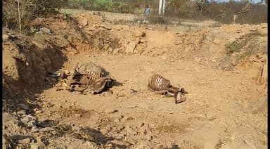 "दिन भर भूसे के इंतज़ार में तड़पते रहे गौशाला के मवेशी — व्यवस्था पर सवाल"
