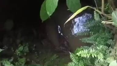 റാന്നി: ചിറ്റാർ വില്ലൂന്നിപ്പാറയിൽ കടുവ കിണറ്റിൽ വീണു