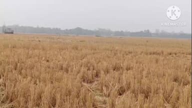 নাজিৰা: জয়খামদাং পথাৰৰ পৰাই হঠাৎ অন্তৰ্ধান হৈ পৰিল ২০-২৫ টাকৈ গো ধন,সবিশেষ ব্যক্ত গাঁও প্ৰধানৰ