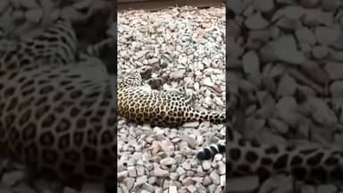 अमरोहा जिले में आदमखोर तेंदुए की एक ट्रेन की चपेट में आकर दर्दनाक मौत #amroha #wildanimals