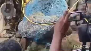 റാന്നി: ചിറ്റാർ വില്ലൂന്നിപ്പാറയിൽ കിണറ്റിൽ വീണ കടുവയെ പുറത്തെത്തിച്ചു