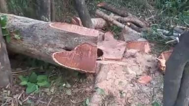 फूलपुुर: प्रतापपुर क्षेत्र में हरे पेड़ों का कटान, बढ़ता है पर्यावरण संकट