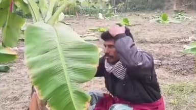 ডোমকল: ডোমকলে মাটি মাফিয়ার তাণ্ডব! রাতের অন্ধকারে কেটে ফেলা হল ৮ কাঠা কলা বাগান