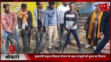 #बोकारो : #मुख्यमंत्री #पशुधन #विकास #योजना के #तहत #लाभुकों को #सुअर का #वितरण