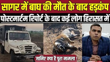 सागर में बाघ की मौ-त के बाद ह-ड़-कं-प, पोस्टमार्टम रिपोर्ट के बाद कई लोग हिरासत में !
#SagarNews #Sagar #TigerDeath #Po...