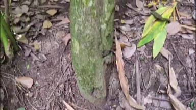 ഉടുമ്പൻചോല: കരുണാപുരത്ത് സ്വകാര്യ വ്യക്തിയുടെ പുരയിടത്തിൽ നിന്ന് ചന്ദന മരങ്ങൾ മുറിച്ച് മാറ്റാൻ ശ്രമം