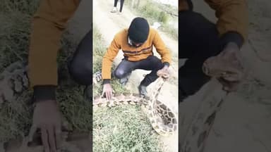 अमेठी में निकला विशालकाय अजगर #amethi #wildanimals #wildsnake