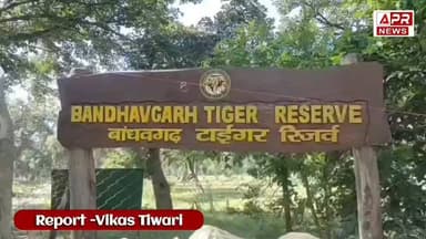 Breaking News | साल का आखिरी दिन टाइगर के बीच — CM मोहन यादव का अचानक बांधवगढ़ दौरा
#MadhyaPradesh
#aprnews
#ViralNewsU...