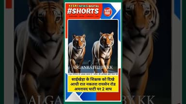 “रुको… रुको… रुको आधी रात सड़क पर अचानक दिखे दो बाघ!” #shorts #shortsyoutube #bts #kesrinews #mpnews