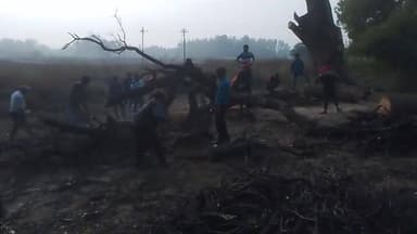 pure Pande ka Purva baisad jila Amethitalab mein lakadi cut rahi thi