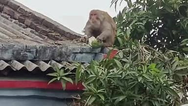 बाबूबरही: बाबूबरही प्रखंड में बंदरों के आतंक से स्थानीय लोग परेशान