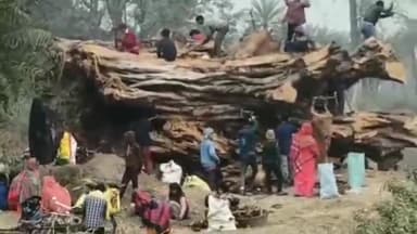 बंदरा: बरियारपुर गांव में ढाई सौ साल पुराना बरगद का पेड़ बना गरीबों का सहारा, जलावन के लिए मची अफरा-तफरी