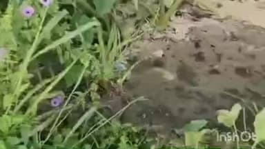 അടൂര്: അടൂർ നഗരത്തിൻ്റെ വിവിധ ഭാഗങ്ങളിൽ കക്കൂസ്, ഹോട്ടൽ മാലിന്യങ്ങൾ തള്ളുന്നതായി പരാതി