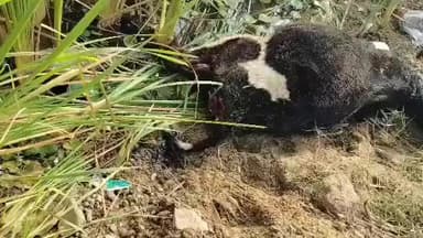 ಕೃಷ್ಣರಾಜಪೇಟೆ: ಸಂತೆಬಾಕಹಳ್ಳಿ ಗ್ರಾಮದಲ್ಲಿ ಚಿರತೆ ದಾಳಿಗೆ ಕರು ಬಲಿ, ಹಸುವಿಗೆ ಗಾಯ