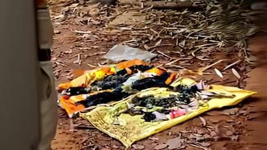 ಪುತ್ತೂರು: ಕೆಯ್ಯೂರು ಗ್ರಾಮದ ಮಾಡಾವು ಗೌರಿ ಹೊಳೆಯಲ್ಲಿ ಪ್ರಾಣಿಯ ತ್ಯಾಜ್ಯ ಪತ್ತೆ