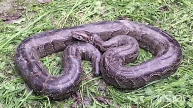 साहेबगंज: गुलाबपट्टी में मिला 12 फीट लंबा अजगर, वन विभाग ने किया रेस्क्यू