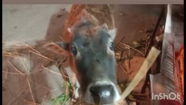 ददाहू: कड़ाके की ठंड में गौ माता सड़कों पर सरमोर प्रशासन सोया कुंभकरण की नींद में रेणुका जी में