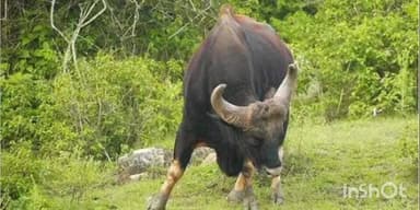 संगमेश्वर: संगमेश्वर मधील डिंगणी पिरंदवणे परिसरात रानगव्याचा वावर