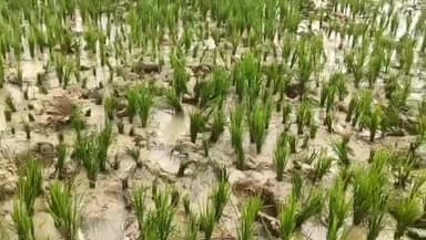 அம்பாசமுத்திரம்: மணிமுத்தாறு அடிவாரப் பகுதியில் உள்ள விவசாய நிலங்களில் புகுந்த யானை கூட்டம். விவசாயிகள் வேதனை