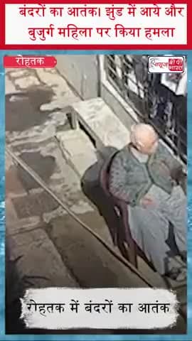 रोहतक: बंदरों का आतंक। झुंड में आये और बुजुर्ग महिला पर किया हमला
#Rohtak #MonkeyAttack