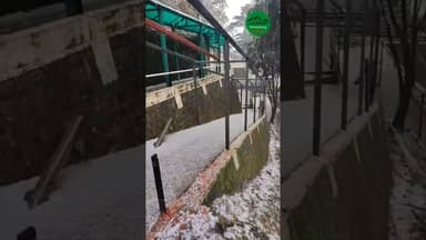 कसौली मे 2026 की पहली ओलावृष्टि #kasoli #solan #kasolihills #snow #snowfall #snowday #newyear2026