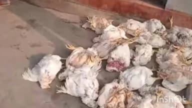 तिसरी: मुर्गा दुकान में अज्ञात चोरों ने की चोरी, कार्रवाई की मांग