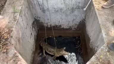 વાઘોડિયા: ત્રણ દિવસની તણાવભરી રાહનો અંત ,વડોદરા વાઘોડિયા GIDC વિસ્તારમાં કુંડીમાં ફસાયેલા સાત ફૂટના મગરનું સફળ રેસ્ક્યુ