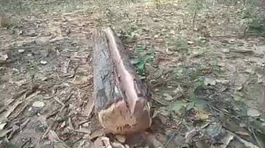 ओडगी: सूरजपुर जिले के चांदनी बिहारपुर सीमा क्षेत्र में लकड़ी की तस्करी जोरों पर हो रही है