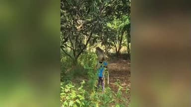 ધરમપુર: દુલસાડના પીપળા ફળિયામાં કપિરાજ બાળકના માથા ઉપર આવીને બેસી ગયો વિડીયો થયો સોશિયલ મીડિયામાં વાયરલ