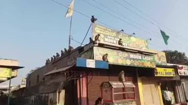 ಲಕ್ಷ್ಮೇಶ್ವರ: ಲಕ್ಷ್ಮೇಶ್ವರ ಪಟ್ಟಣದಲ್ಲಿ ಮಂಗಗಳಿಗೂ ತಟ್ಟಿದ ಚಳಿ, ಬೆಳಗಿನ ಬಿಸಿಲು ಕಾಯಾಸಿಕೋಳ್ಳುತ್ತಿರು ಕೋತಿಗಳು