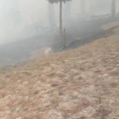 मोरंग: लीपा आसरंग के जंगलों में आगजनी पर पाया गया काबू, जंगलों में अभी भी उड़ रहा धुआं