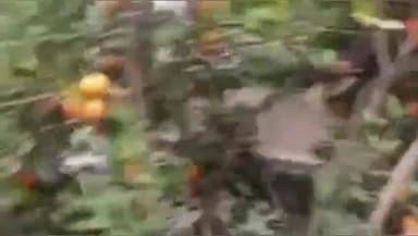 भटवाड़ी: सौरा गांव के बागवान कृष्ण प्रताप रतूड़ी ने 100 पेड़ों का माल्टा का बाग विकसित कर बागवानी में अलग पहचान बनाई