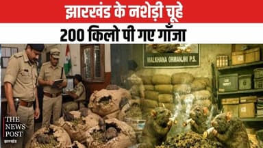 झारखंड के नशेड़ी चूहे, 200 किलो पी गए गाँजा
#jharkhand #thenewspost #nashedi #scam #ganja #ganjascam #liquorscam #jharkha...