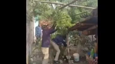 নওদা: নওদা পুলিশ প্রশাসনের উদ্যোগে অবৈধ গাঁজা গাছ কেটে পুড়িয়ে নষ্ট করল নওদার বিভিন্ন জায়গায়