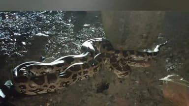 પારડી: મોતીવાડા આહીર ફળીયામાં ભારતીય અજગરનું સફળ રેસ્ક્યુ, વન વિભાગના જંગલ વિસ્તારમાં સુરક્ષિત છોડ્યો