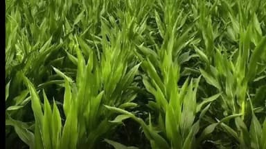 శ్రీరాంపూర్: మంగపేటలో యాసంగి సీజన్లో బాండ్ మొక్కజొన్న సాగు వైపు ఆసక్తి