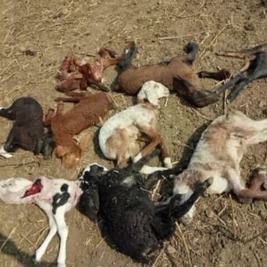 ಚಿತ್ತಾಪುರ: ಚಿತ್ತಾಪುರ ಪಟ್ಟಣ ಬಳಿ ಕುರಿ ಮರಿಗಳ ಮೇಲೆ ನಾಯಿಗಳ ದಾಳಿ: 16 ಕುರಿಗಳ ಮರಿಗಳ ಸಾವು