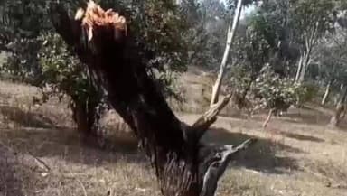 सिंगरौली: बरगवां में खैर के पेड़ काटे, वीडियो वायरल, वन विभाग पर सवाल, रेंजर ने दिए जांच के निर्देश