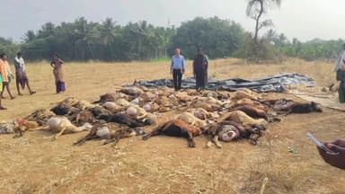 ಪಾವಗಡ: ವಿಷ ಮಿಶ್ರಿತ ಸೊಪ್ಪು ಸೇವನೆ ಪೆನ್ನೋಬನಹಳ್ಳಿ ಗೊಲ್ಲರಟ್ಟಿಯಲ್ಲಿ ಐವತ್ತಕ್ಕೂ ಹೆಚ್ಚು ಕುರಿ ಸಾವು