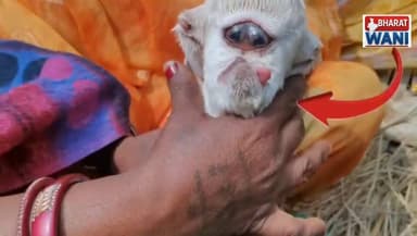 देखिए वीडियो 📹
बकरी ने दिया ऐसा बच्चा कि किसान बोले – ये बजरंगबली का रूप है!
#BreakingNews
#Ajuba
#GoatBaby
#Chamatkar
#...