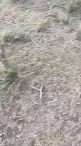 बासनी जोधराज गांव की गवसर भुमि में खेजड़ी के 40 पेड़ों को काट दीया हैं अभी कटाई चल रही हैं ग्राम पंचायत खारीया सौढा