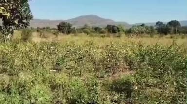 मोर्शी: जंगली जनावराच्या हौदोसाने शेतकऱ्यांची उडाली झोप, वरला येथील शेतकऱ्यांचे वनमंत्र्यांना ऑनलाइन निवेदन